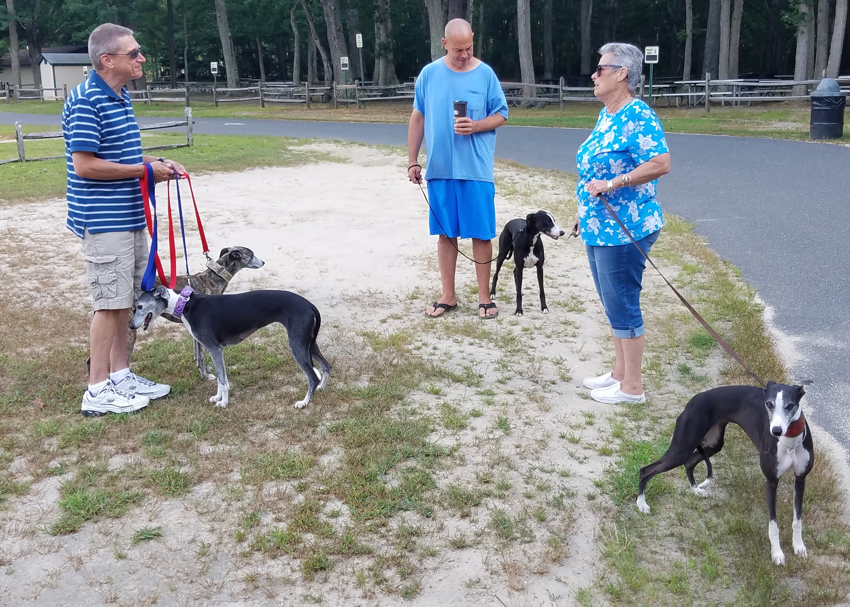 Whippets galore